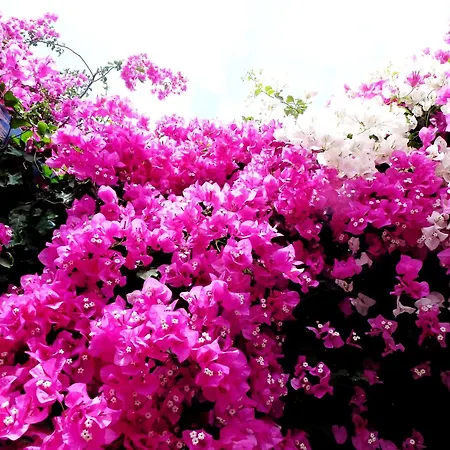מלון Bougainvillea 3*