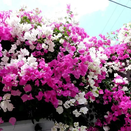 Bougainvillea מלון Kamári